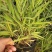 箱根草自产自销箱根草种植基地箱根草低价处理