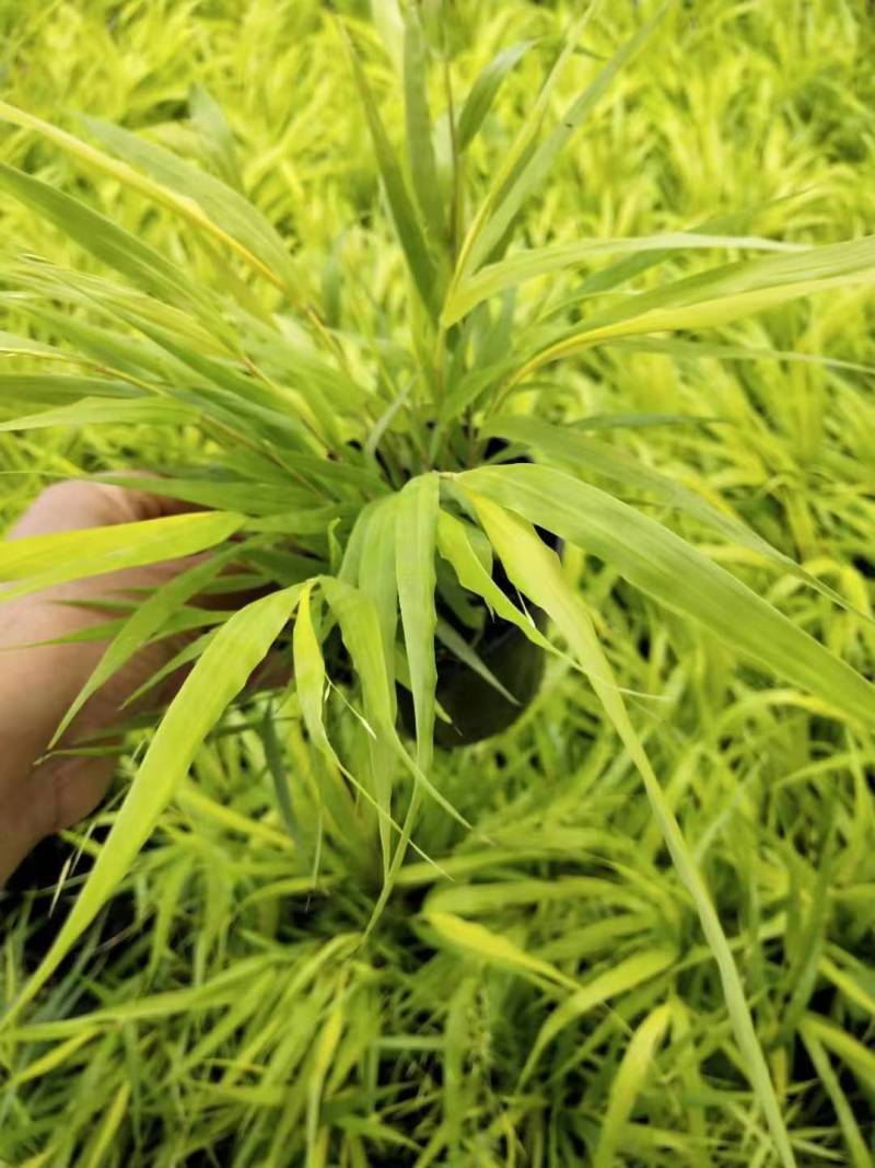 箱根草自产自销箱根草种植基地箱根草低价处理