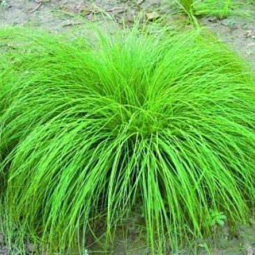 细叶苔草自产自销细叶苔草农户直销
