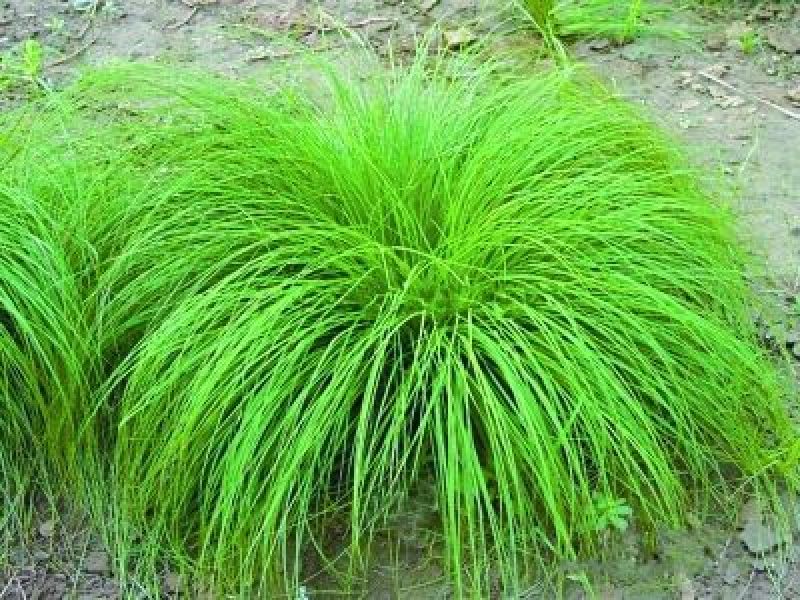 细叶苔草自产自销细叶苔草农户直销