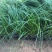 细叶苔草自产自销细叶苔草农户直销