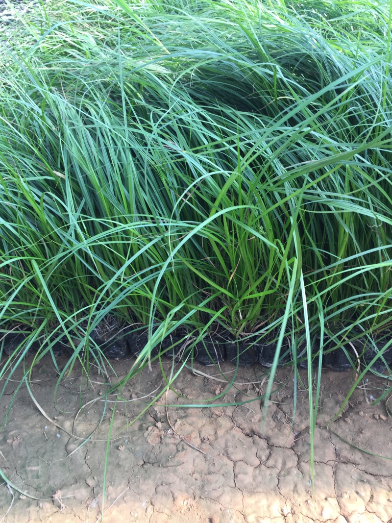 细叶苔草自产自销细叶苔草农户直销