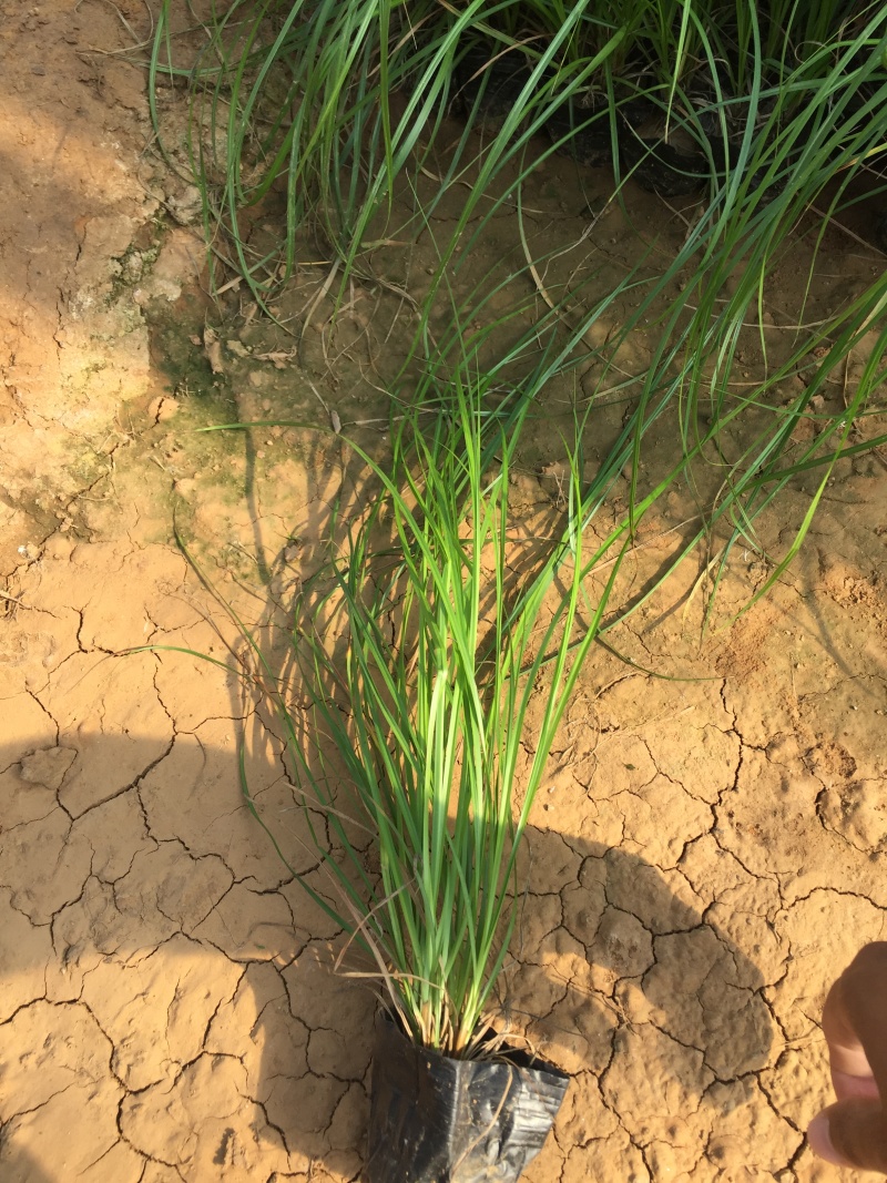 细叶苔草自产自销细叶苔草农户直销