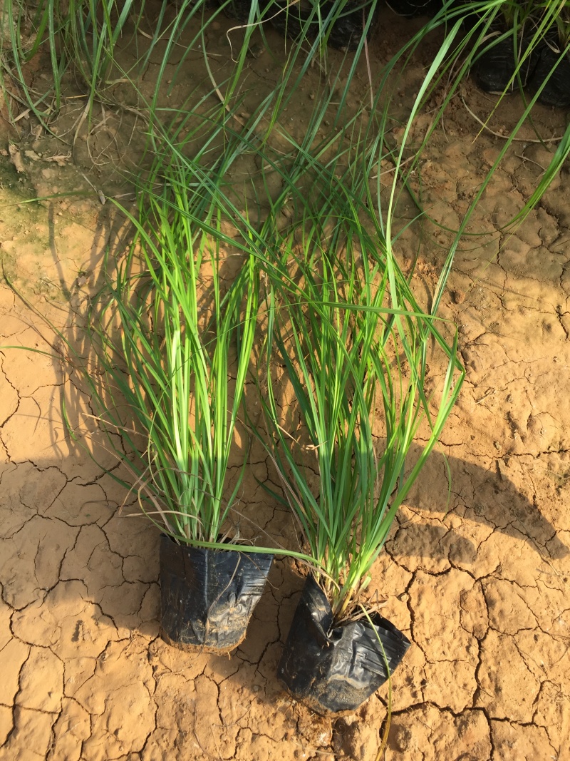 细叶苔草自产自销细叶苔草农户直销