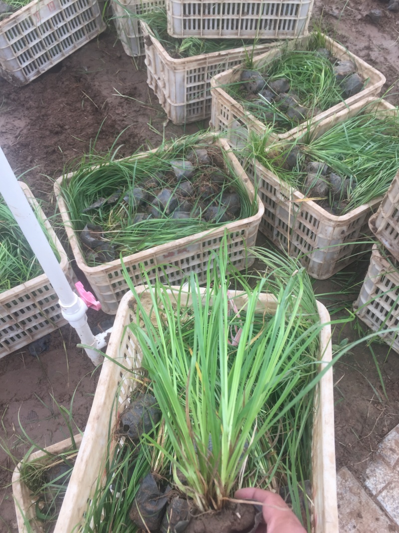 细叶苔草自产自销细叶苔草农户直销