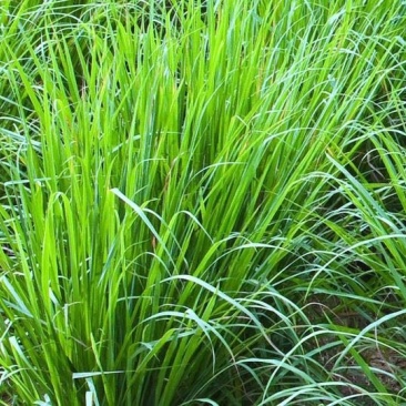 柠檬香茅自产自销柠檬香茅种植基地柠檬香茅