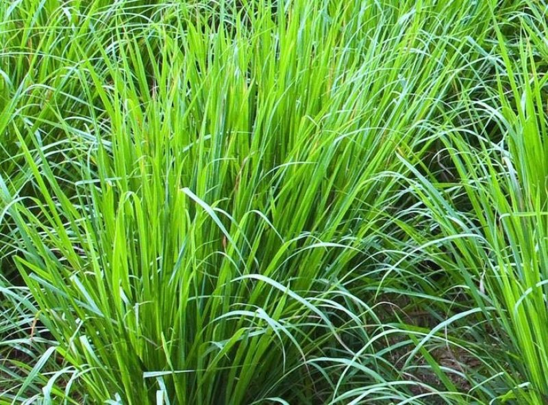 柠檬香茅自产自销柠檬香茅种植基地柠檬香茅