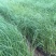 喷泉狼尾草自产自销喷泉狼尾草种植基地