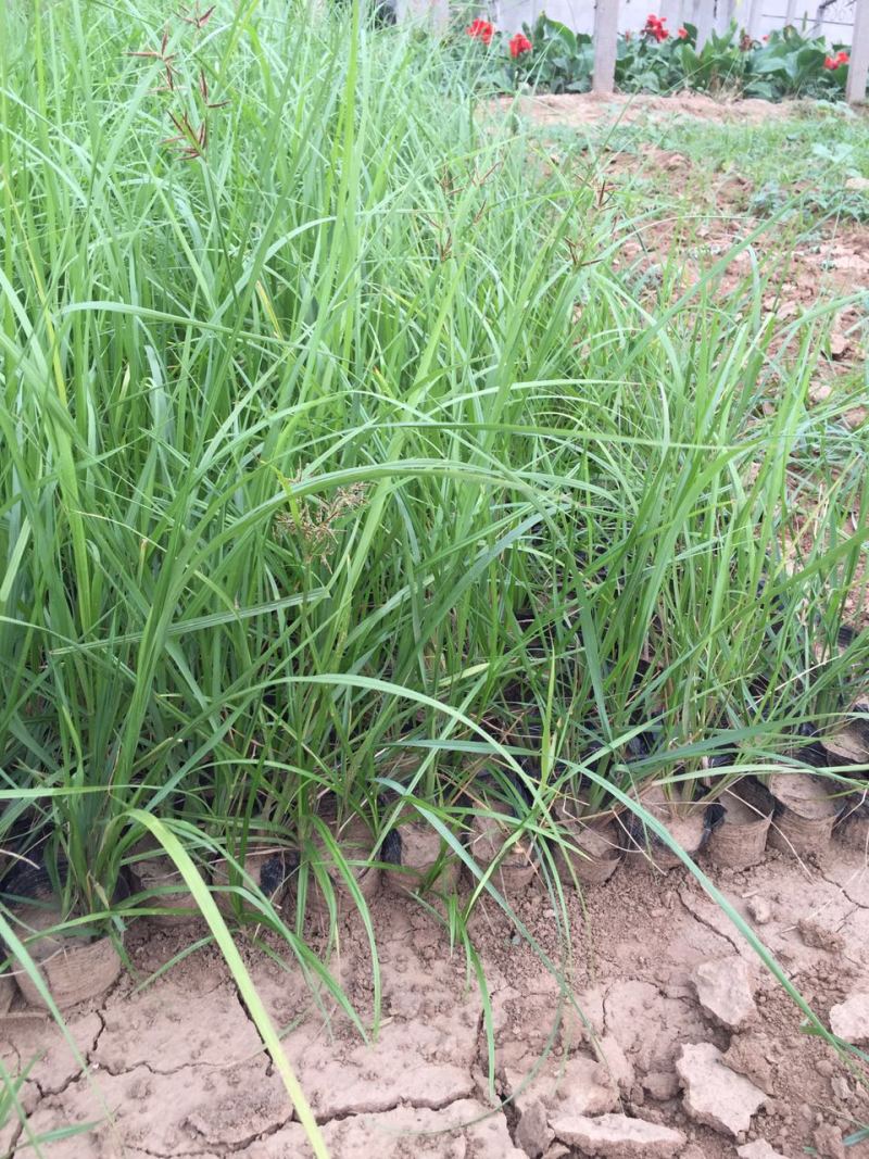 喷泉狼尾草自产自销喷泉狼尾草种植基地