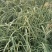 歌舞芒自产自销歌舞芒种植基地歌舞芒低价处理