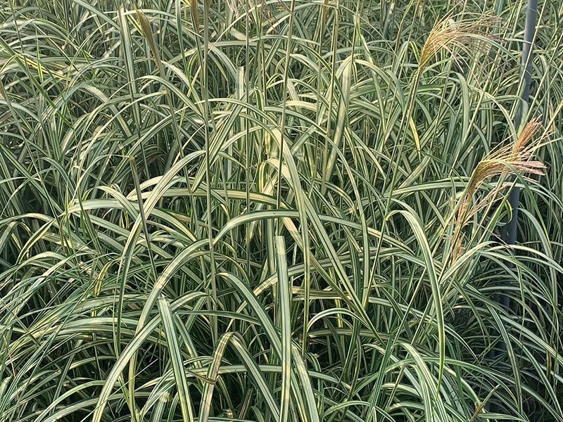 歌舞芒自产自销歌舞芒种植基地歌舞芒低价处理