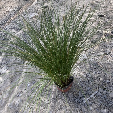 凤凰绿苔草在自产自销凤凰绿苔草种植基地花卉盆景