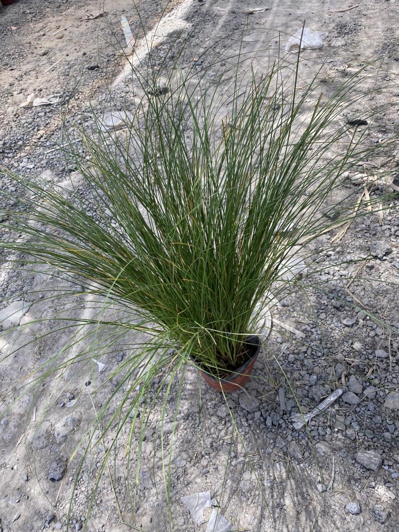 凤凰绿苔草在自产自销凤凰绿苔草种植基地花卉盆景