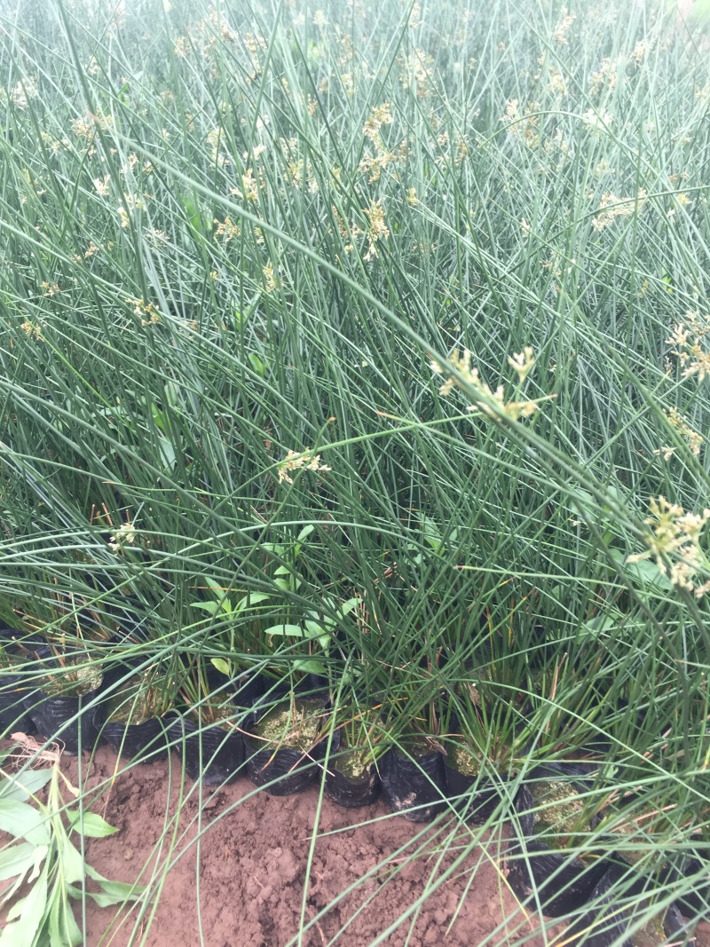灯芯草种植基地灯芯草自产自销灯芯草
