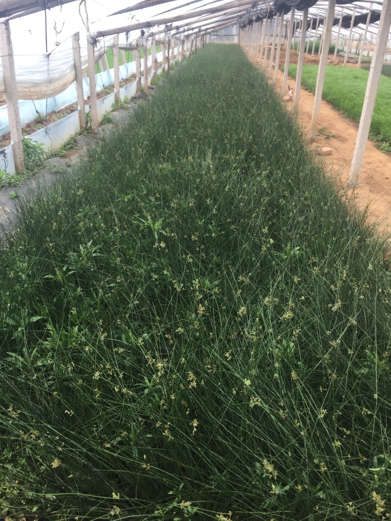 灯芯草种植基地灯芯草自产自销灯芯草