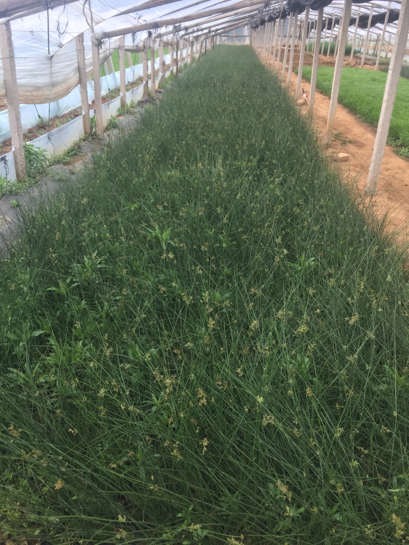 灯芯草种植基地灯芯草自产自销灯芯草