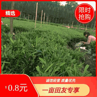 四川竹苗批发一年生优质楠竹苗子壮苗规格齐全
