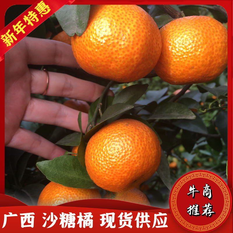 金秋砂糖桔广西沙糖桔【百万亩大园】广西柑桔大量上市