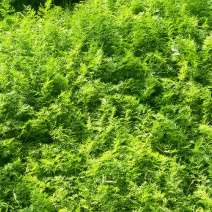 河北博泽蔬菜随时发货大量供应