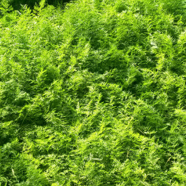 河北博泽蔬菜随时发货大量供应