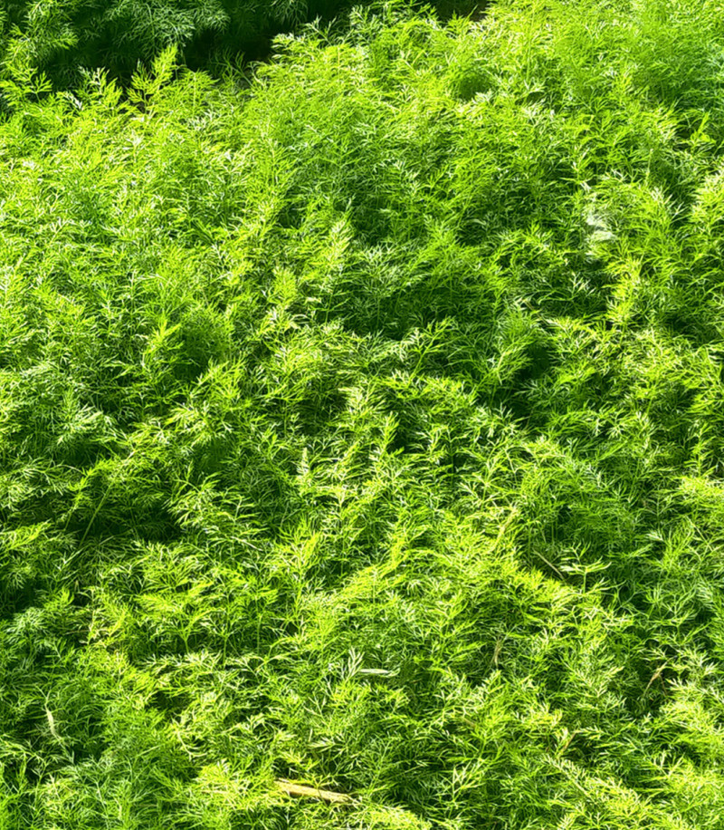 河北博泽蔬菜随时发货大量供应
