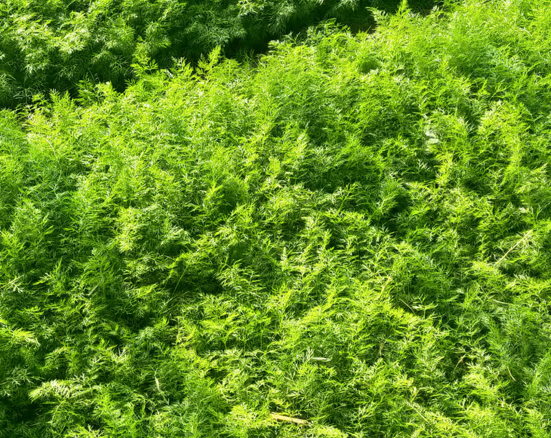 河北博泽蔬菜随时发货大量供应