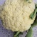 河南开封通许白面青梗松花菜，量大从优，价格美丽，万亩基地