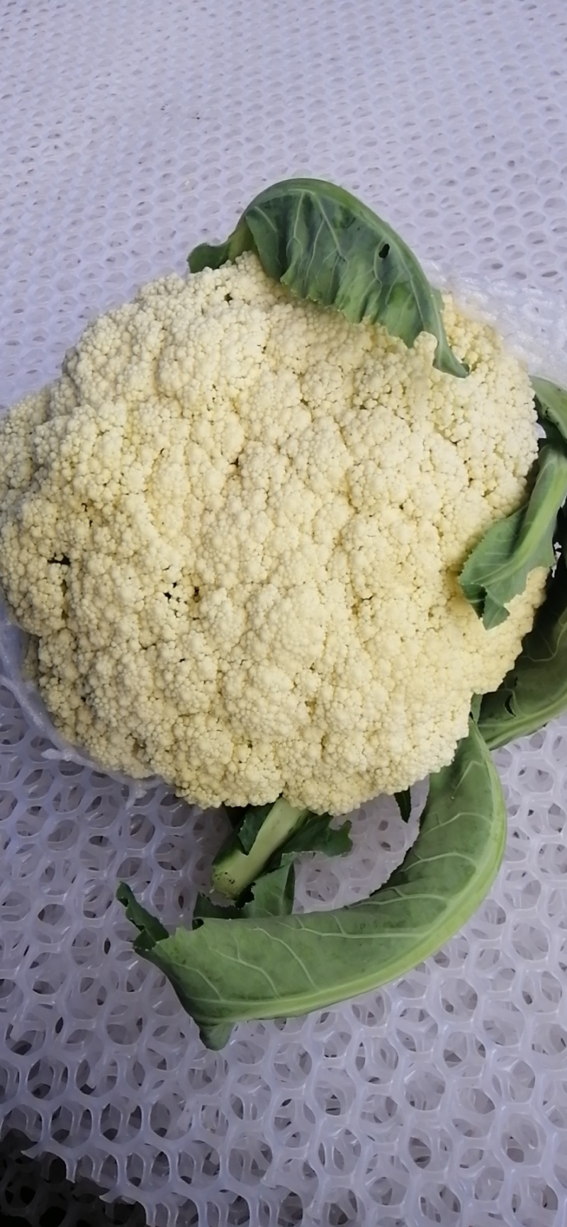 河南开封通许白面青梗松花菜，量大从优，价格美丽，万亩基地