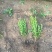 瓜子黄杨自产自销瓜子黄杨种植基地60万处理