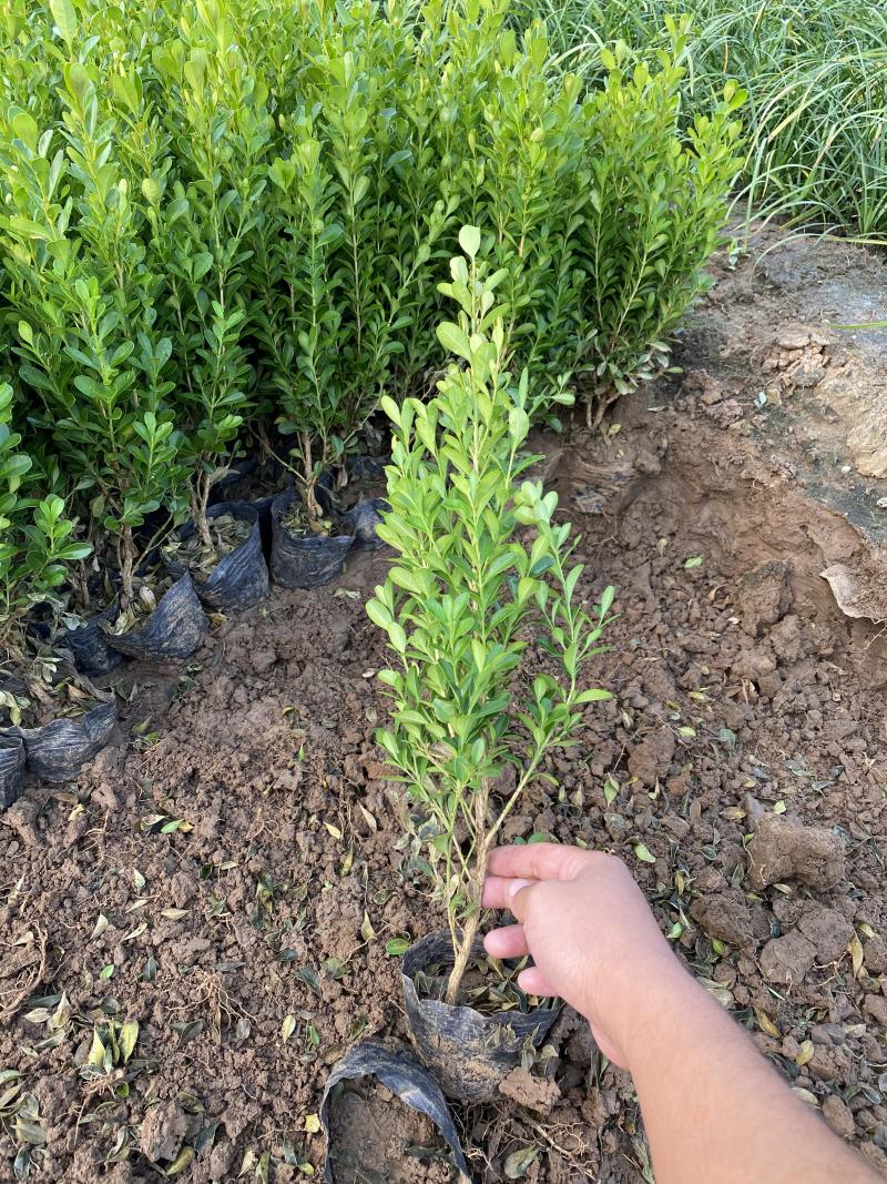 瓜子黄杨自产自销瓜子黄杨种植基地60万处理