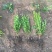 小叶黄杨种植基地小叶黄杨自产自销80万农户直销