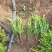 小叶黄杨种植基地小叶黄杨自产自销80万农户直销