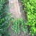 小叶黄杨种植基地小叶黄杨自产自销80万农户直销