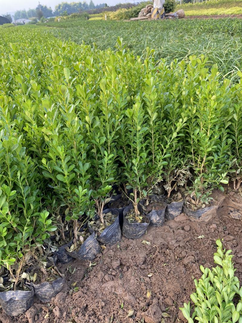 小叶黄杨种植基地小叶黄杨自产自销80万农户直销