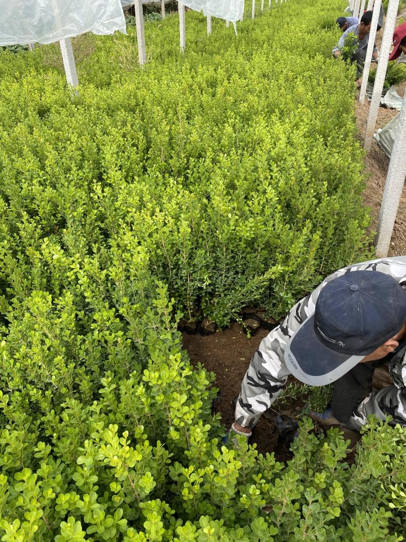 小叶黄杨种植基地小叶黄杨自产自销80万农户直销