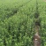 大叶黄杨自产自销大叶黄杨种植基地600万低价处理