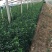 冬青种植基地冬青自产自销800万冬青处理