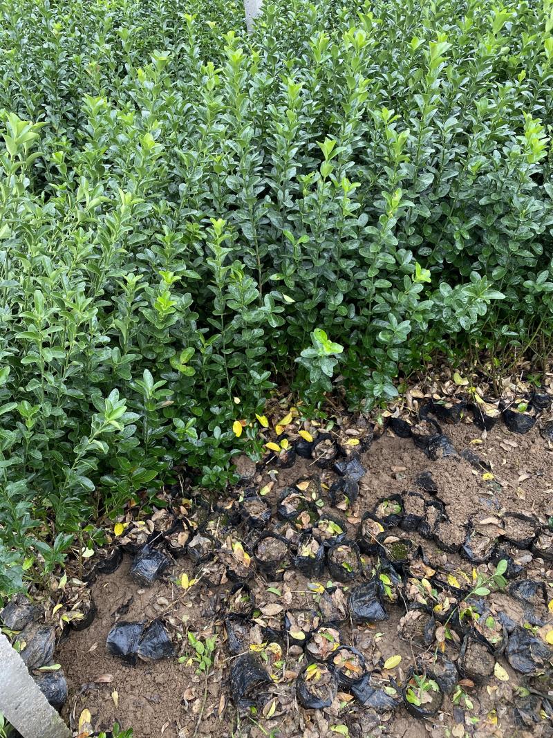 冬青种植基地冬青自产自销800万冬青处理