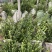 冬青种植基地冬青自产自销800万冬青处理