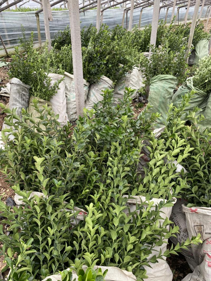 冬青种植基地冬青自产自销800万冬青处理