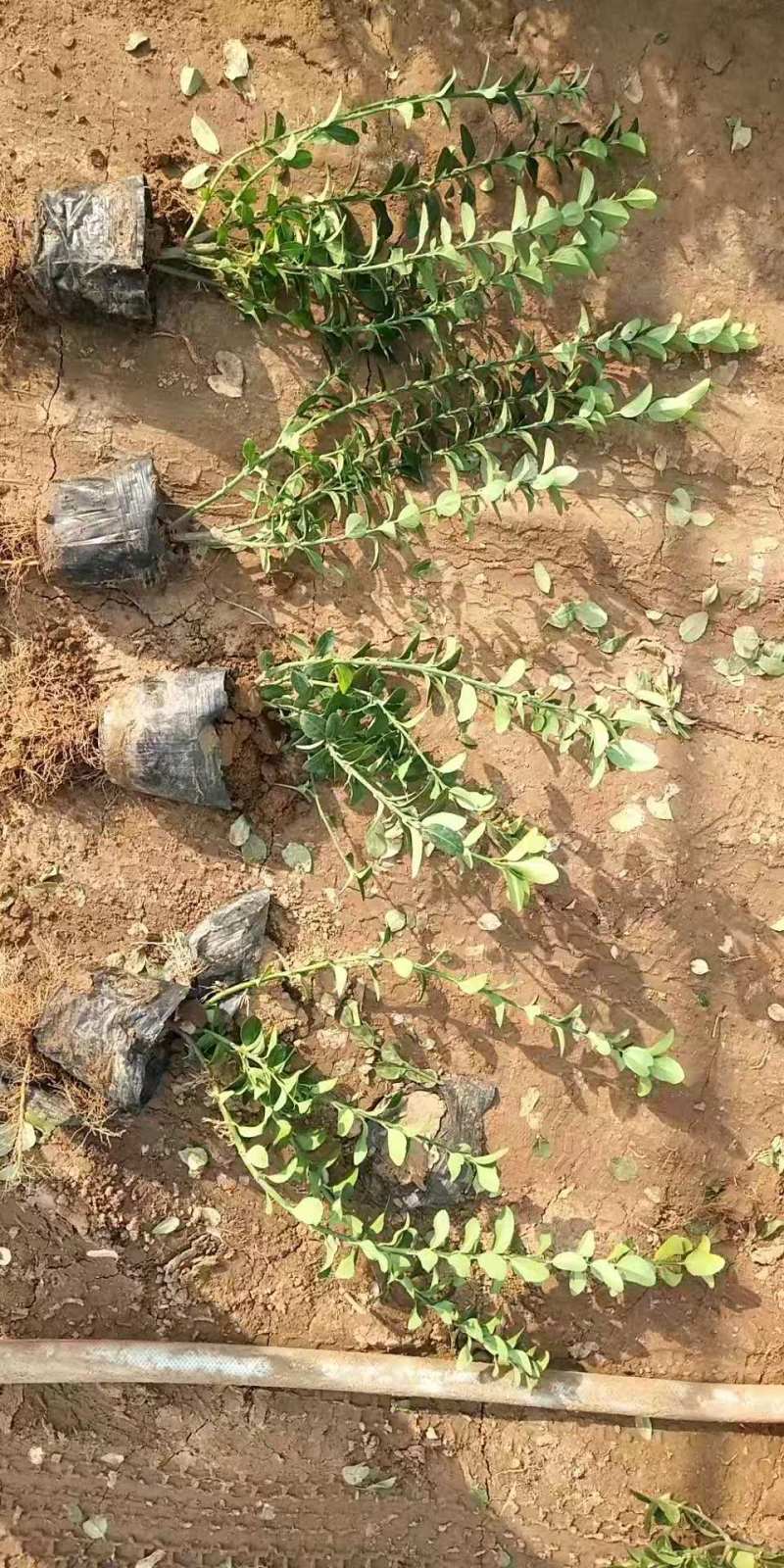 卫矛自产自销卫矛种植基地卫矛批发