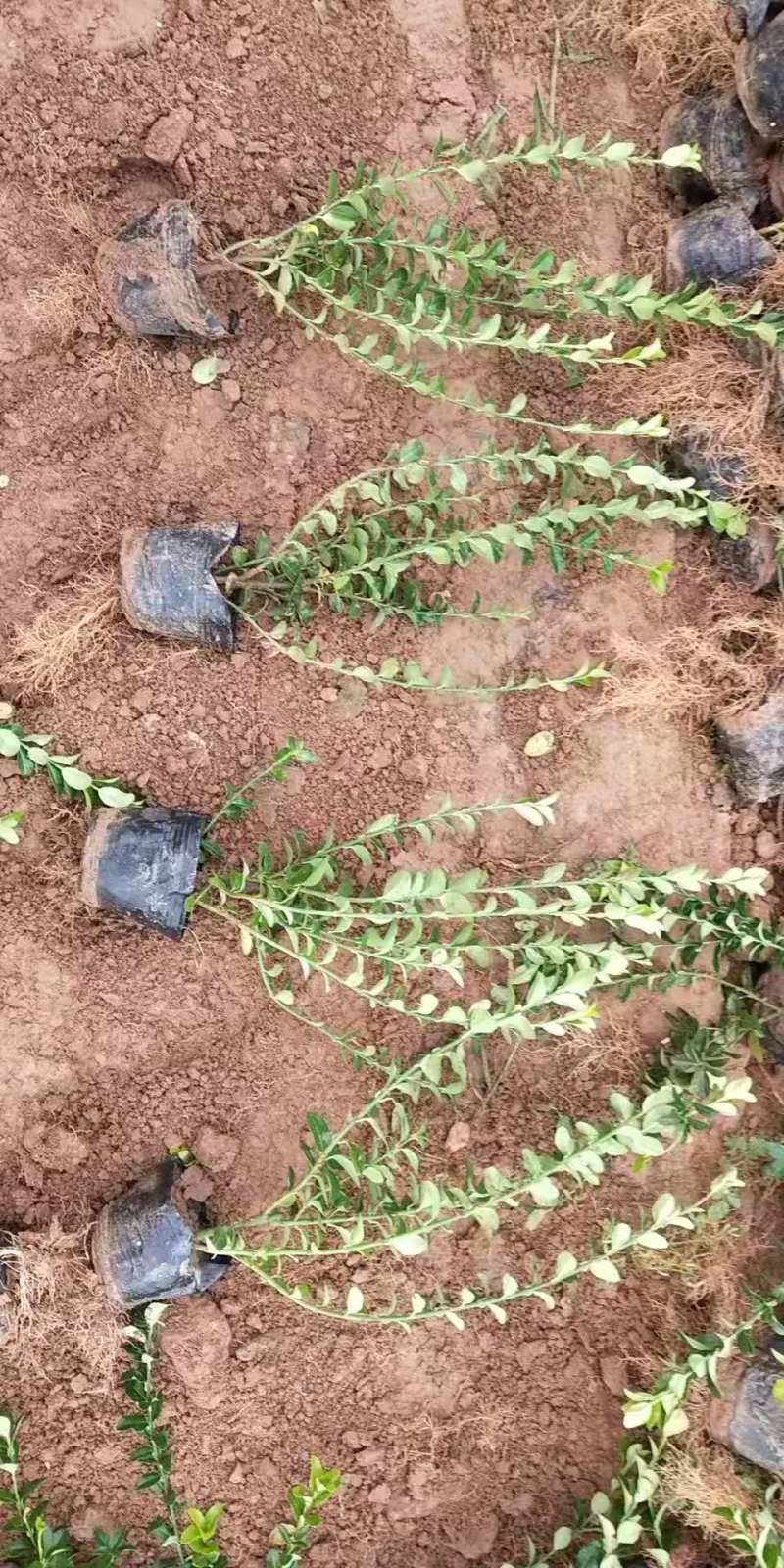 卫矛自产自销卫矛种植基地卫矛批发
