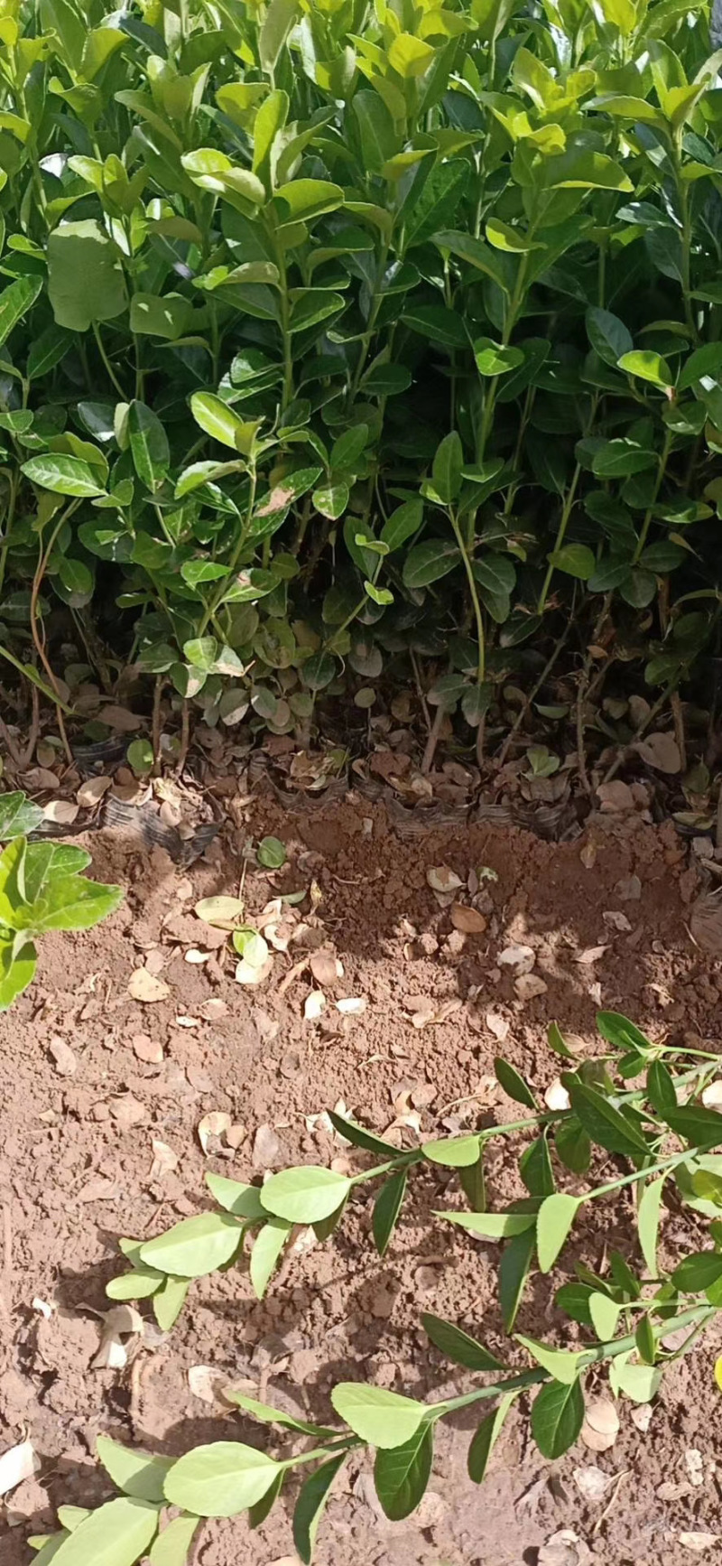 卫矛自产自销卫矛种植基地卫矛批发