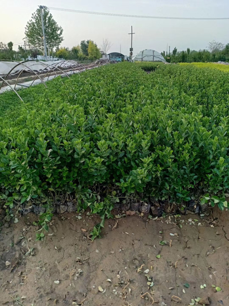 卫矛自产自销卫矛种植基地卫矛批发