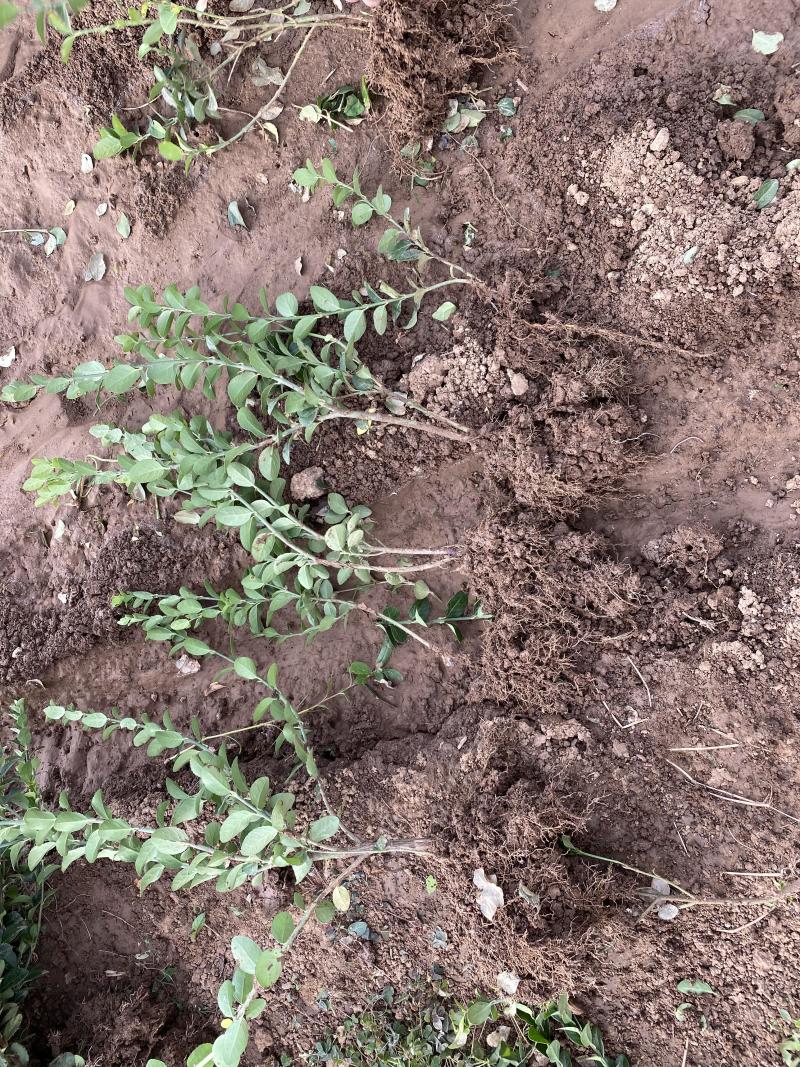 卫矛自产自销卫矛种植基地卫矛批发