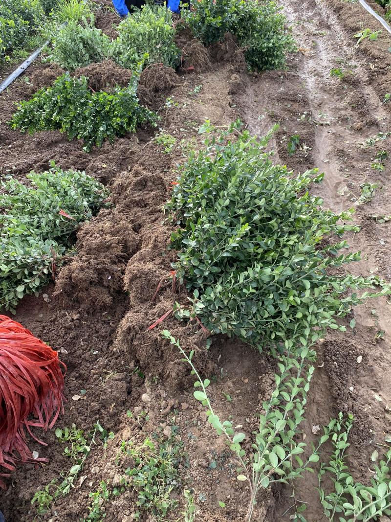 卫矛自产自销卫矛种植基地卫矛批发