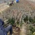 卫矛自产自销卫矛种植基地卫矛批发