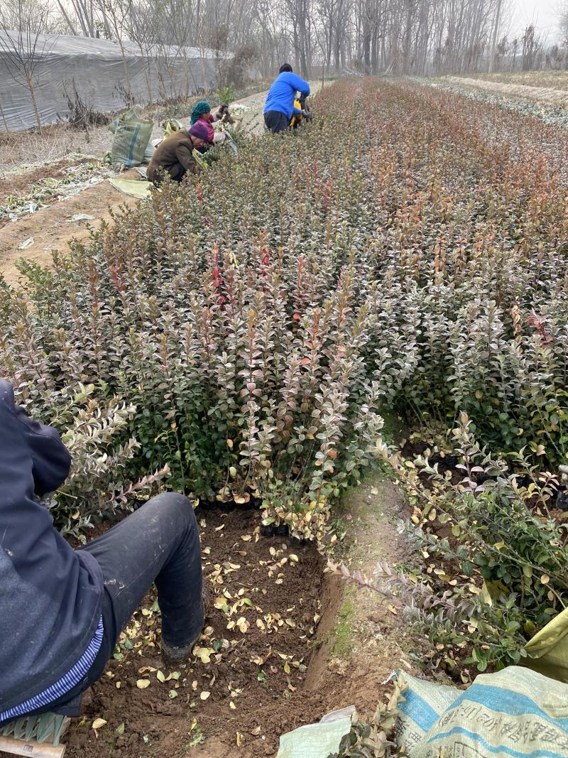 卫矛自产自销卫矛种植基地卫矛批发