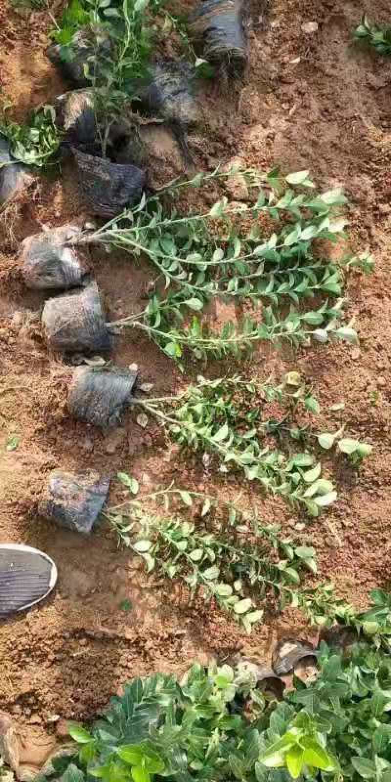 卫矛自产自销卫矛种植基地卫矛批发