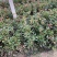 红叶石楠自产自销红叶石楠种植基地60万低价处理